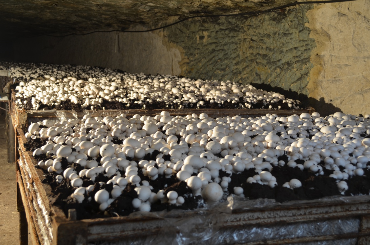 CULTURE EN GRANDS BACS  4/4   "CAVE VIVANTE DU CHAMPIGNON"